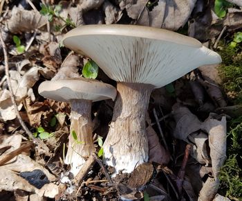 Close-up of mushroom growing on field