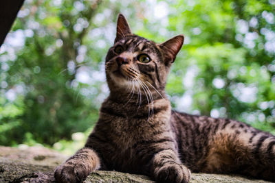 Close-up portrait of a cat