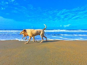View of dog on beach