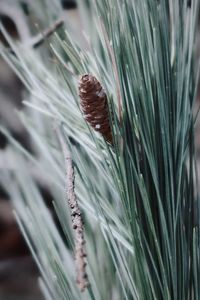 Close-up of pine cone