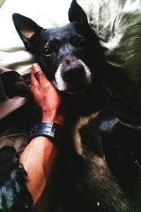 Close-up of man holding black dog