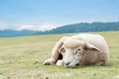 Sheep grazing on field against sky