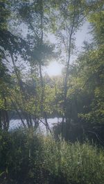 Sun shining through trees