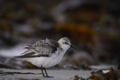 Close-up of seagull perching on a sea