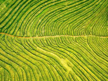 Aerial view of agricultural field 