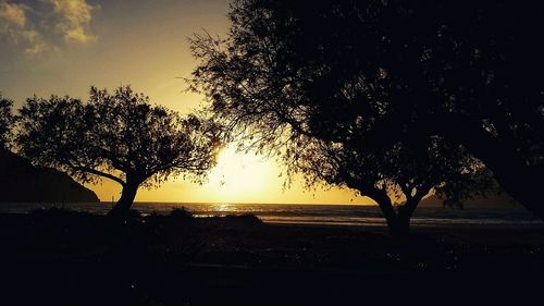 Silhouette trees against sky during sunset