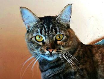 Close-up portrait of cat