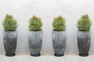 Row of potted plants against white background