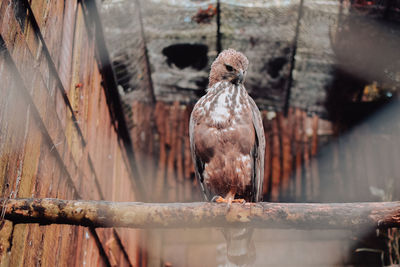 Close-up of bird perching on railing