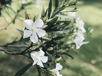 Close-up of white cherry blossom tree
