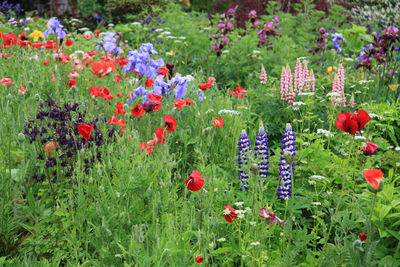 Red poppy flowers in garden