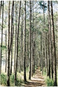 Pine trees in forest