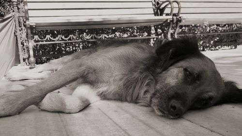 Close-up of a dog sleeping