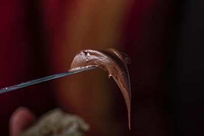 Close-up of ice cream on wood