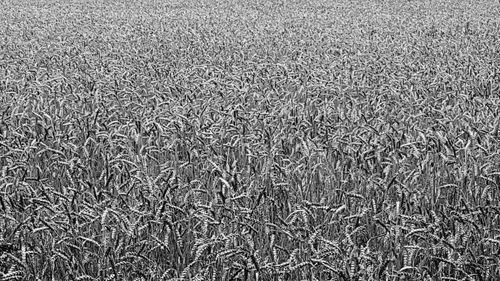 Full frame shot of crops on field