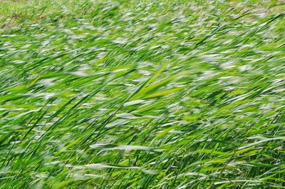 Full frame shot of plants growing on field