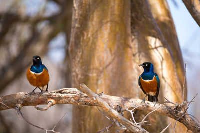 Close-up of birds perching on branch