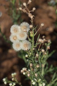 Close-up of plant