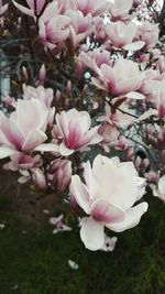 Close-up of pink flowers