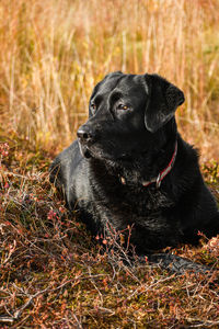 Close-up of black labrador retriever dog