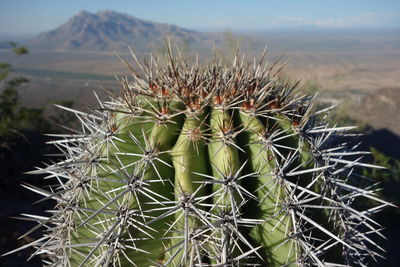 Close-up of cactus plant