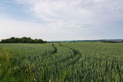 Scenic view of agricultural field against sky
