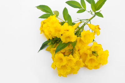 Close-up of yellow flowering plant against white background