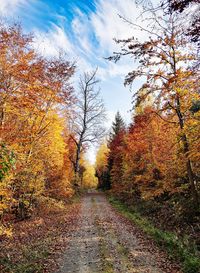 Footpath amidst trees during autumn