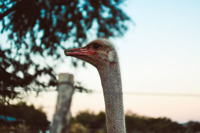Close-up of ostrich against sky during sunset