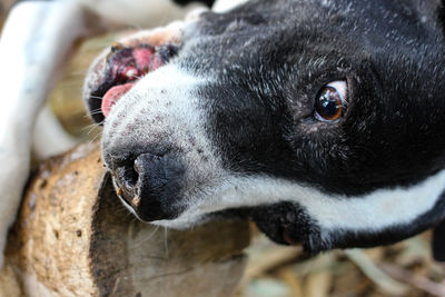 Close-up of dog looking away