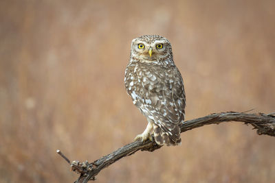 Close-up of owl perching on branch