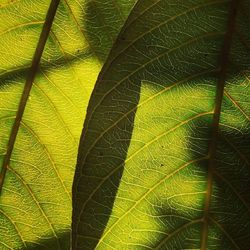 Full frame shot of green leaves