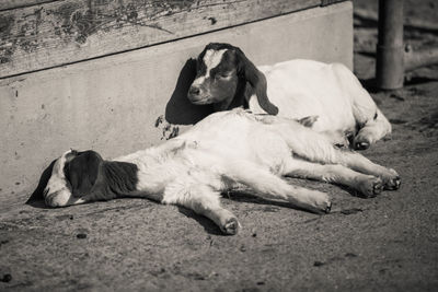 Dog sleeping on the ground