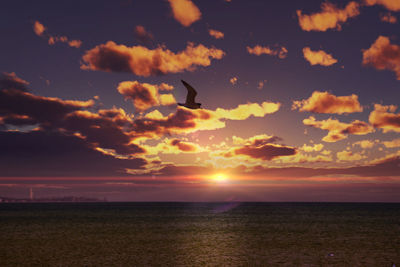 Silhouette bird flying over sea during sunset