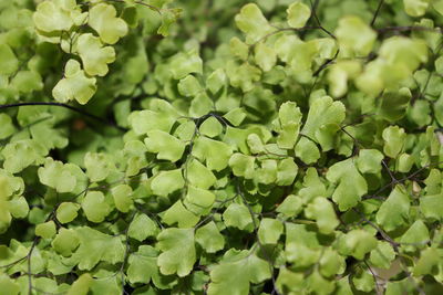 Full frame shot of green leaves