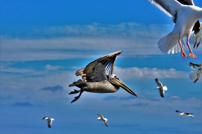Low angle view of bird flying against blue sky