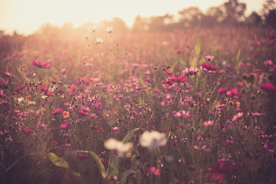 Close-up of pink flowering plants on field