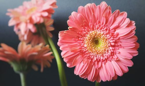 Close-up of red flower