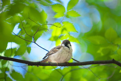 Low angle view of bird perching on tree