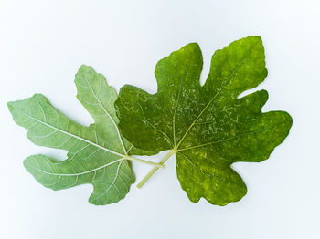 Close-up of green leaves on white background