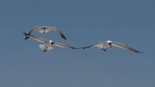 Low angle view of bird flying against clear sky