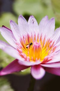 Close-up of bee pollinating on pink flower