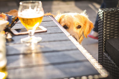 Close-up of a dog on glass