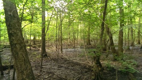 Trees in forest