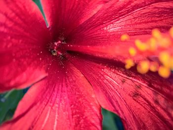 Close-up of red hibiscus blooming outdoors