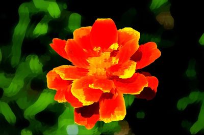 Close-up of yellow flower blooming outdoors