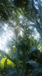 Low angle view of sunlight streaming through trees