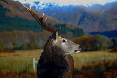 Deer looking away on field