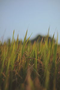 Crops growing on field against clear sky