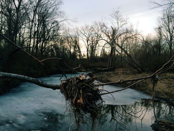 Reflection of trees in lake